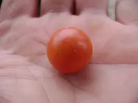marbles 005.webp