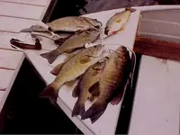fishcatch2d.webp