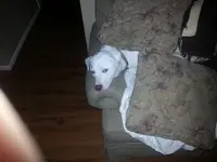 couch dog.webp