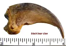 black_bear_clawA.webp