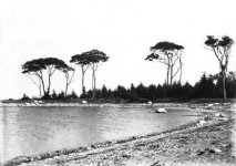 Oak Island -oak trees 2.jpg