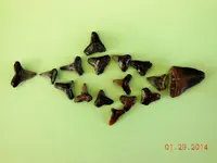 FSCN5285.webp