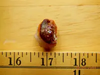 DSCN5475.webp