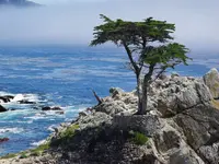 17_mile_drive_cypress.webp