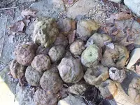 Geodes or Dinasour Poop.webp