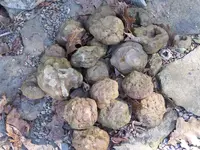 Geodes or not.webp