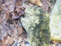 Petrified Wood 1.webp