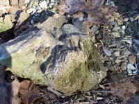 Petrified 3.webp