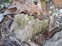 Petrified 2.webp