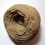 Moroccan-Concretion.webp