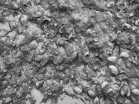 gryphea2.webp
