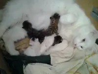 2014-03-10 13.04.28.webp