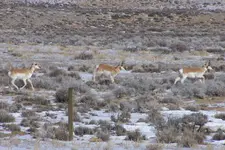 wyo 1.webp