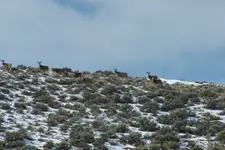 wyo 2.webp