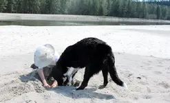 Digging.webp