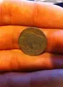 Buffalo Nickel tail.webp