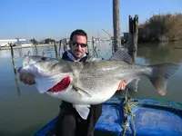 bass%u002520european%20%20Dicentrarchus%20labrax%20big%20fishes%20huge%20world%20record%20lar...webp