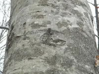 DSCN3171.webp