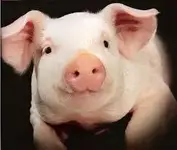 pig.webp pig.webp