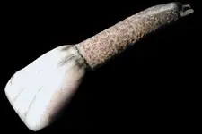 bison incisor.webp