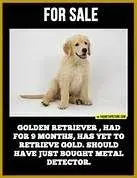 metal detecting picture.webp