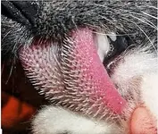 Cat tongue.webp