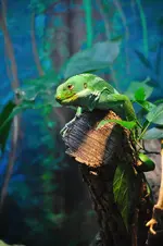Fiji Island Banded Iguana.webp