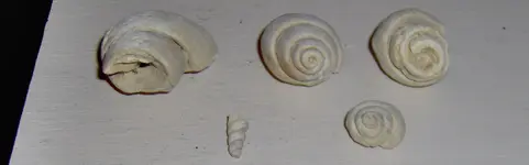 fossil.webp