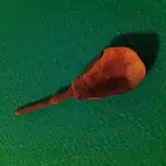 old spoon 002.webp