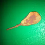 old spoon 003.webp