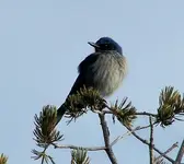 bird.webp