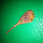 old spoon 004.webp