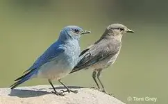 bird1.webp