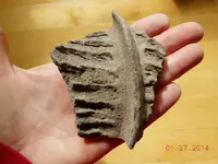 DSCN5082.webp
