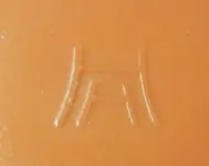hazel-atlas-mark-bowl.webp