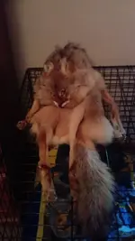 coyote.webp