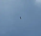 eagle1.webp