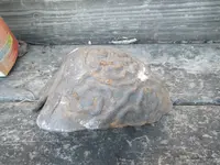 IMGP1217.webp