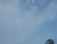 eagle2.webp