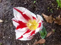 image-3852911872.webp