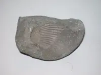 fossil 001.webp