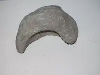 fossil 002.webp