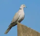 eurasian dove.webp