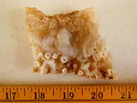 DSCN5582.webp