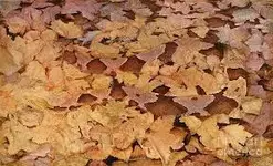 copperhead2.webp copperhead2.webp