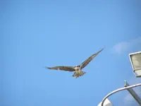 ospflying1fav.webp