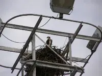 osprey5.webp