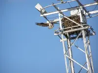 osplanding.webp