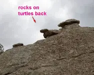rocks-on-turtles-back 3.webp