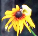 male goldfinch2.webp